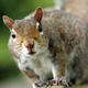 Gray squirrels are the most widespread squirrel species in the UK.